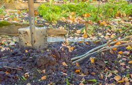 Стих голая осень