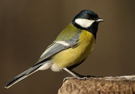 Стих о синичке