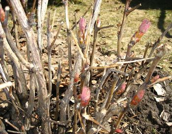 Стих с пионом