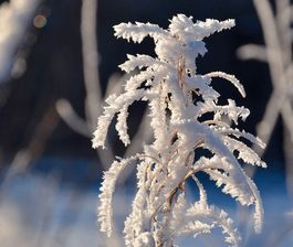 Утро иней стих