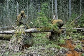 Сказочный лес стихи