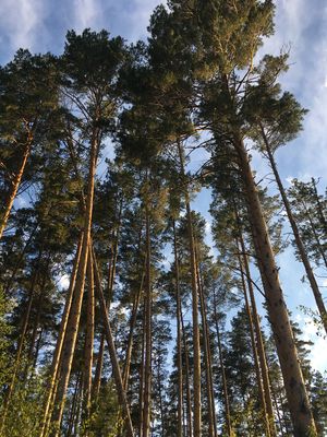 Стих сосновый бор