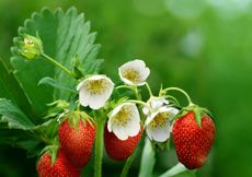 Стихи клубнички