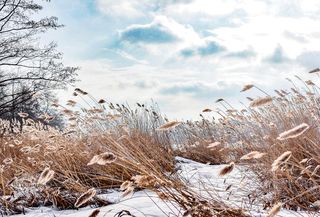 Стихи река зима Стихи река зима