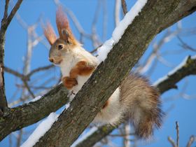 Бельчонок стих