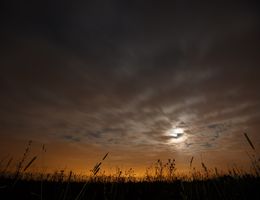 Вірш в Дикім Полі