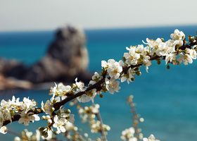 Без забот стих