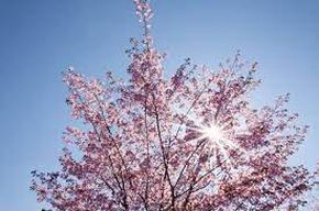 Весенние сады стихи