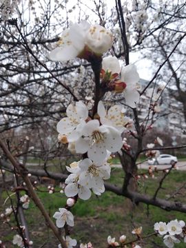 Стих абрикоса