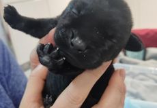 Стих с щенком