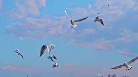 Чайки над волной стихи