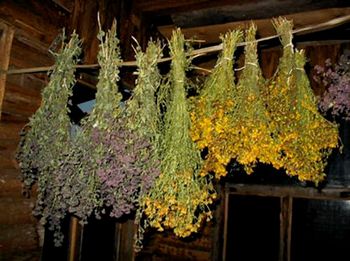 Лекарственные травы стих