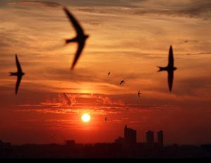 Вірш про стрижів