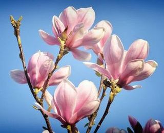 Доверие в стихах Доверие в стихах