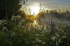 Утро в поле стихи