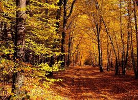 Вірш осінній ліс