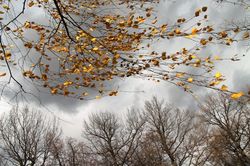 Лист осень стих