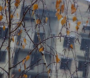 Стих ветер дует в ноябре