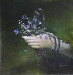 Стихи ночная фиалка