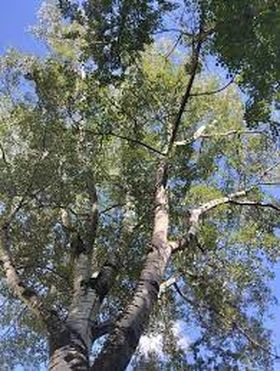 Вірші про старі дерева