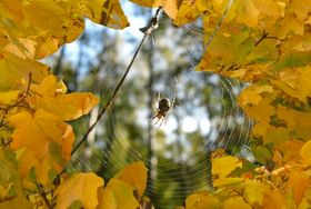 Вірші в листопад