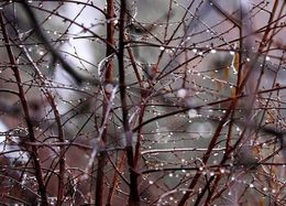 Заноябрило стихи