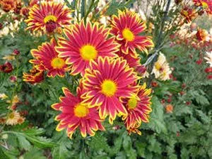 Хризантемы стихи Хризантемы стихи