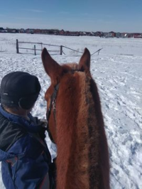 Лошадь в стихах