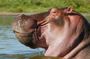 Я бегемот стихи Я бегемот стихи